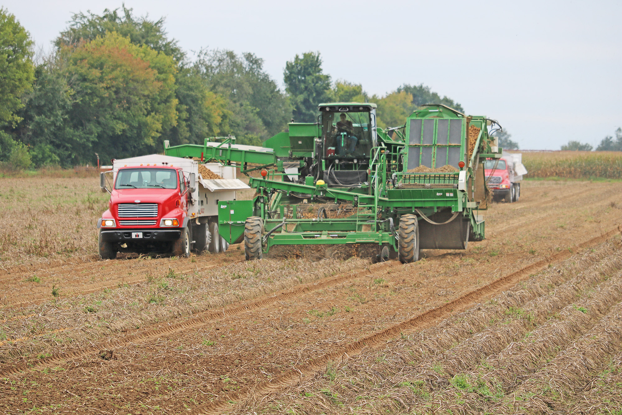 Harvesting potatoes